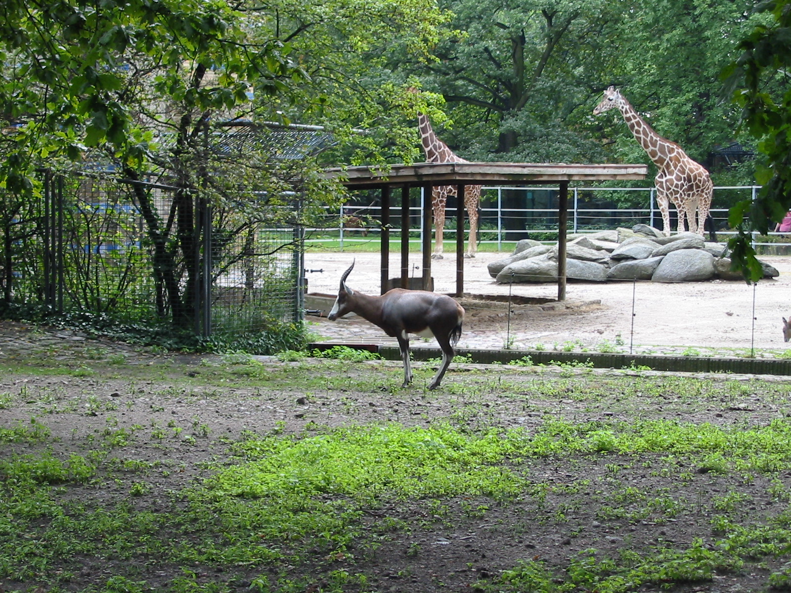Zoo Berlin 2004 - Blesbok in the foreground and Giraffes in the background