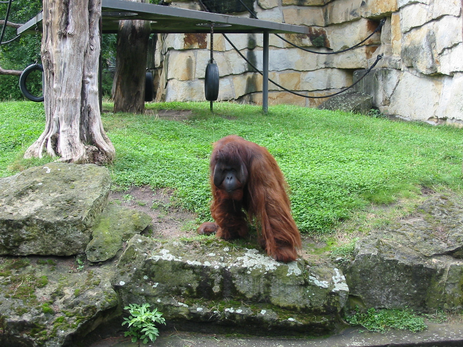 Zoo Berlin 2004 - Bornean Orangutan in the outdoor exhibit
