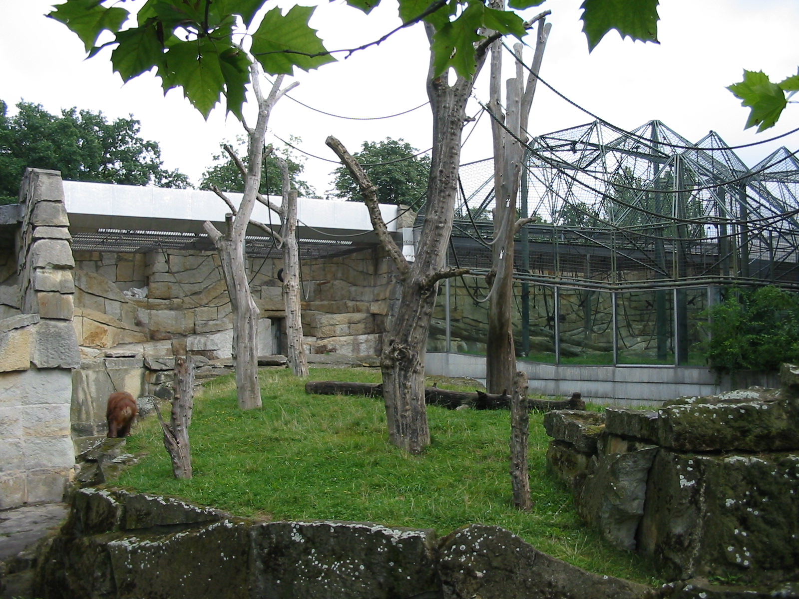 Zoo Berlin 2004 - Bornean Orangutan outdoor exhibit