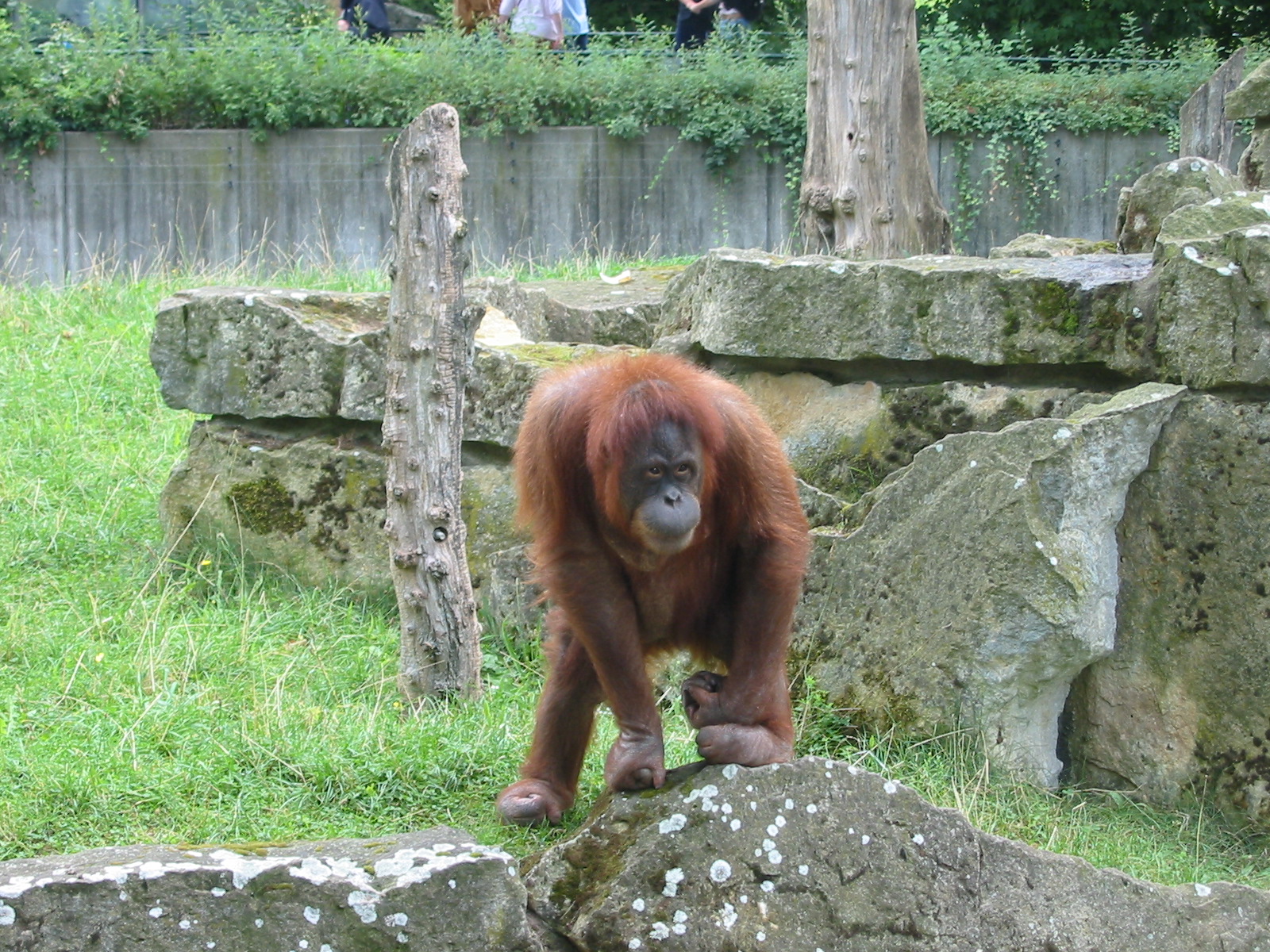 Zoo Berlin 2004 - Bornean Orangutan