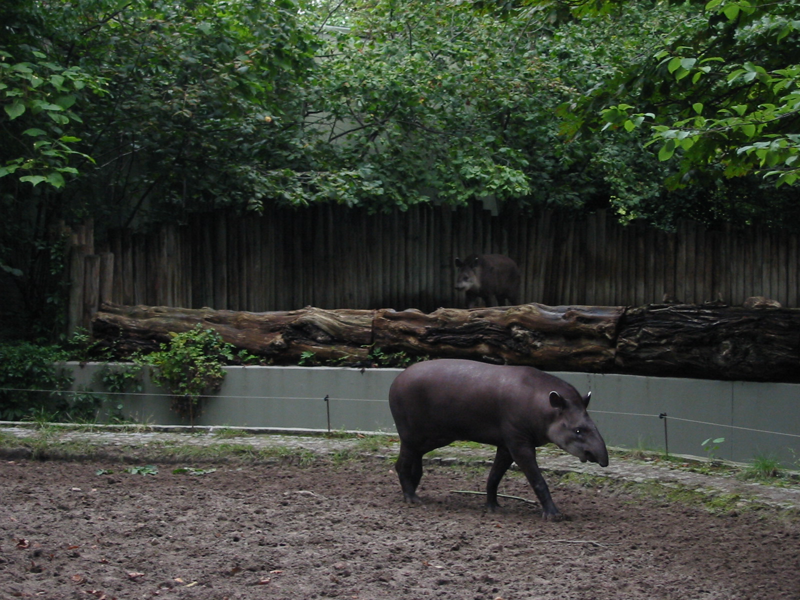 Zoo Berlin 2004 - Brazilian Tapir exhibits