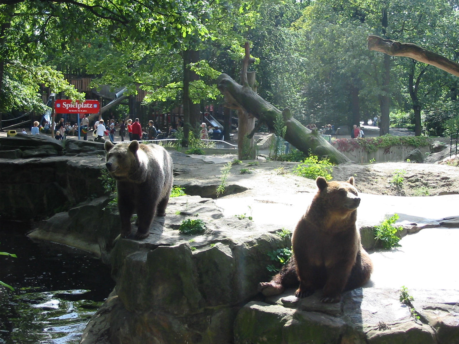 Zoo Berlin 2004 - Brown Bears in the modified exhibit