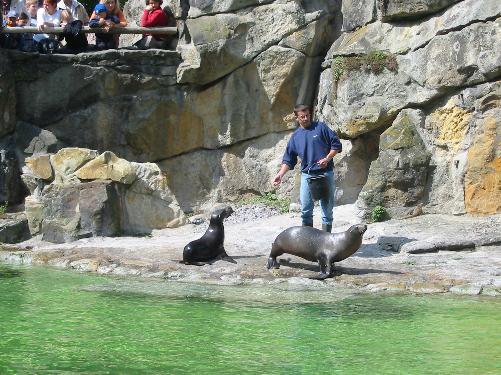 Zoo Berlin 2004 - California Sea Lion feeding