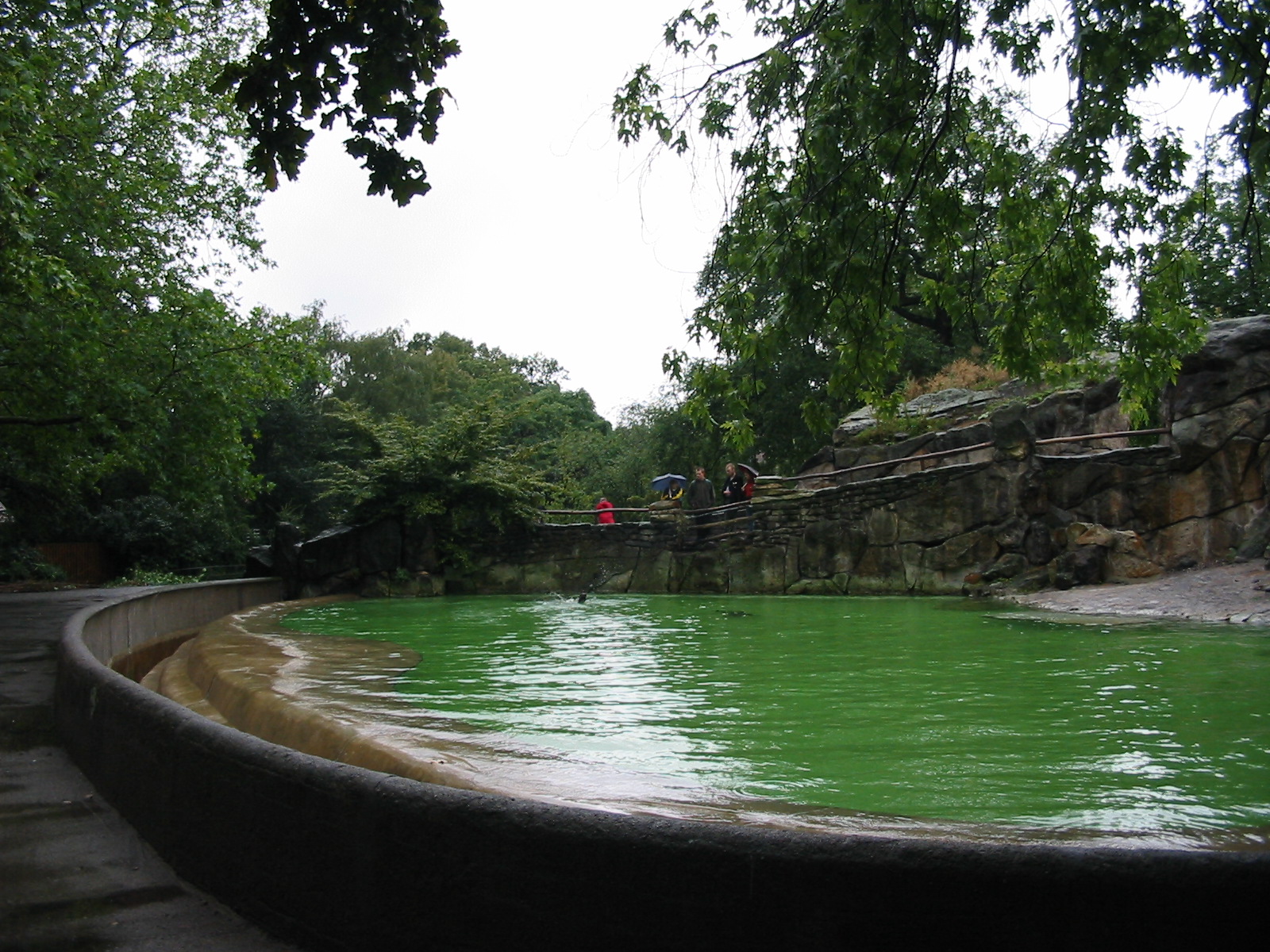 Zoo Berlin 2004 - California Sea Lion pool