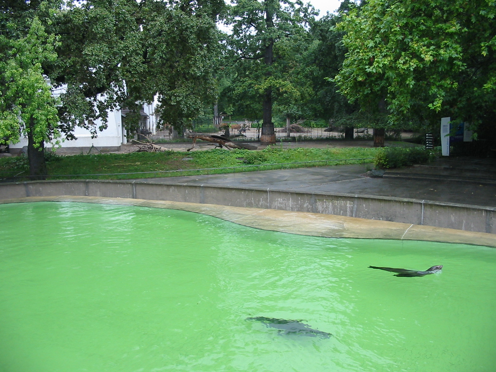 Zoo Berlin 2004 - California Sea Lion pool