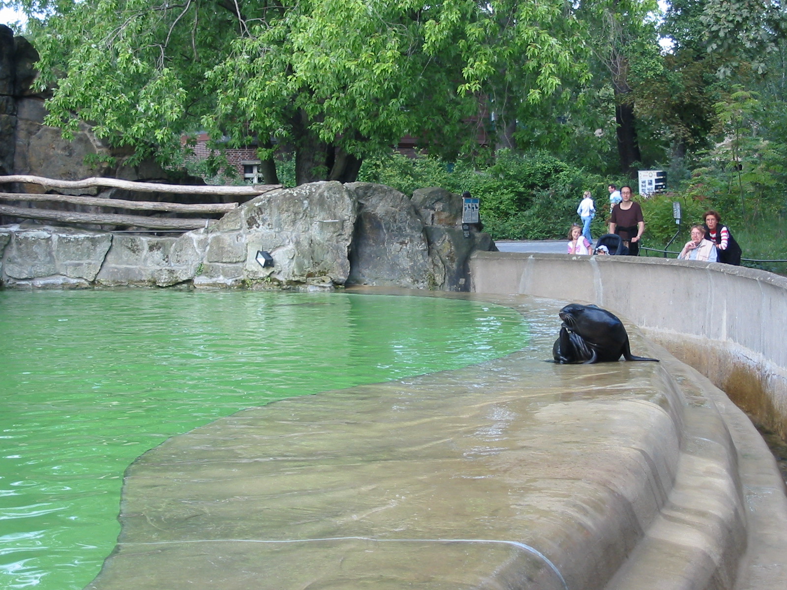 Zoo Berlin 2004 - California Sea Lion