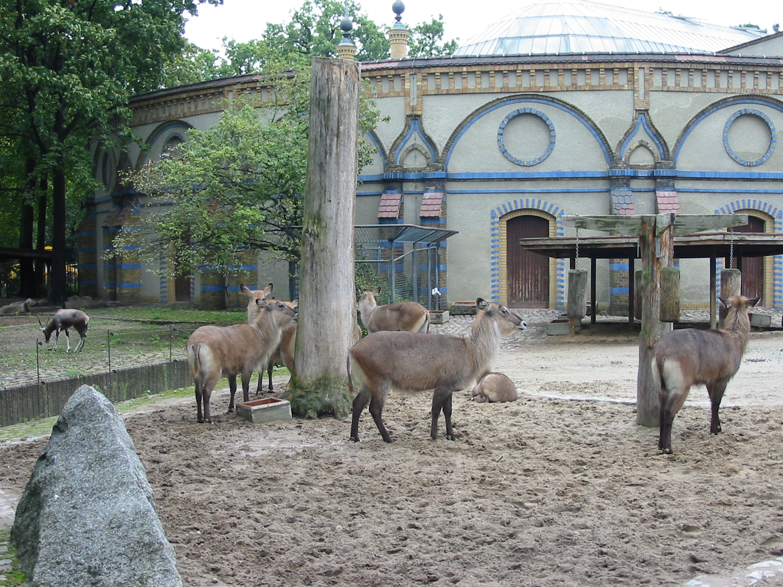 Zoo Berlin 2004 - Defassa Waterbuck group and Blesbok in the background