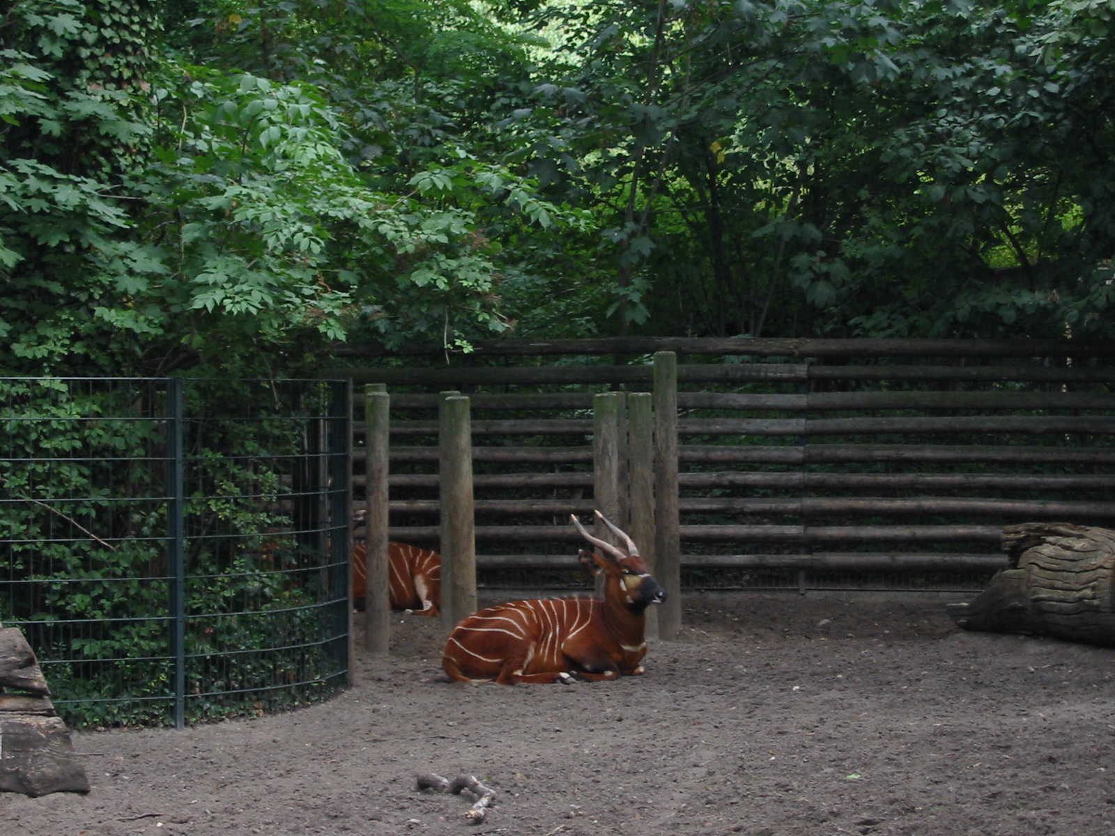 Zoo Berlin 2004 - Eastern Bongo exhibit