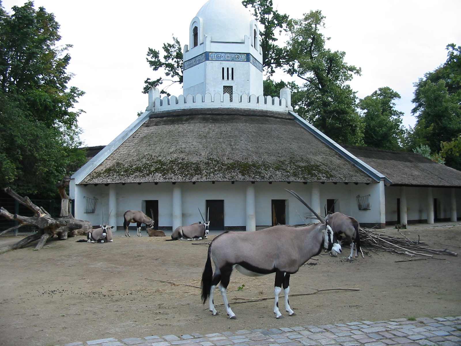 Zoo Berlin 2004 - Gemsbok exhibit