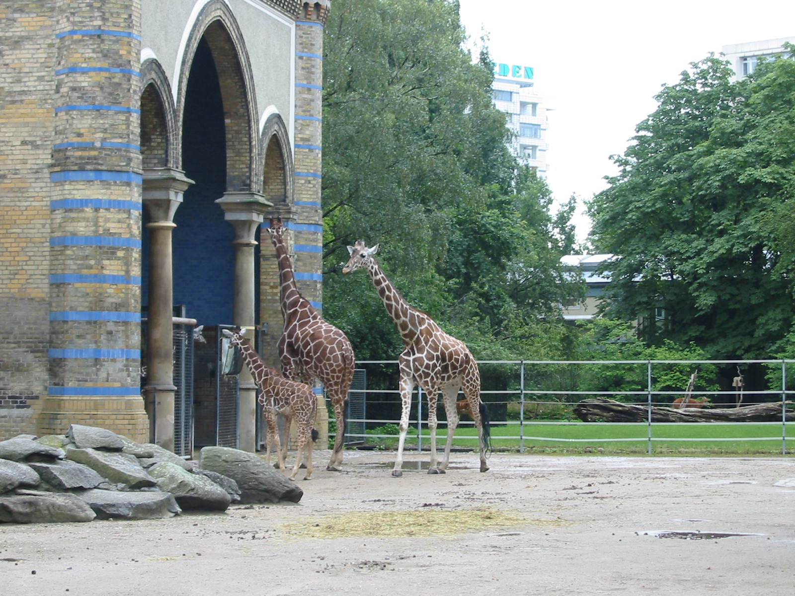 Zoo Berlin 2004 - Giraffes at the historic Antelope and Giraffe House