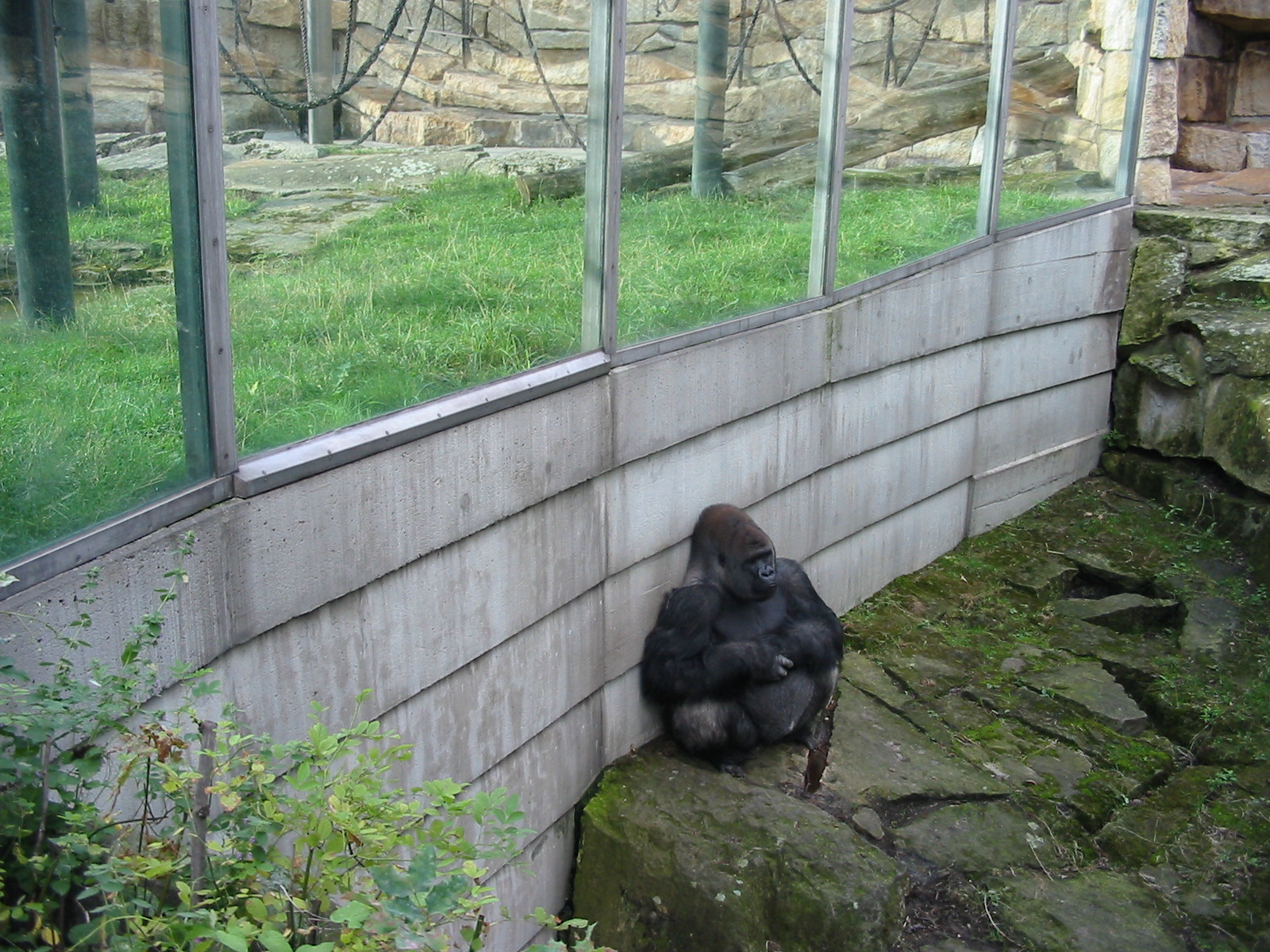 Zoo Berlin 2004 - Gorilla in the outdoor exhibit