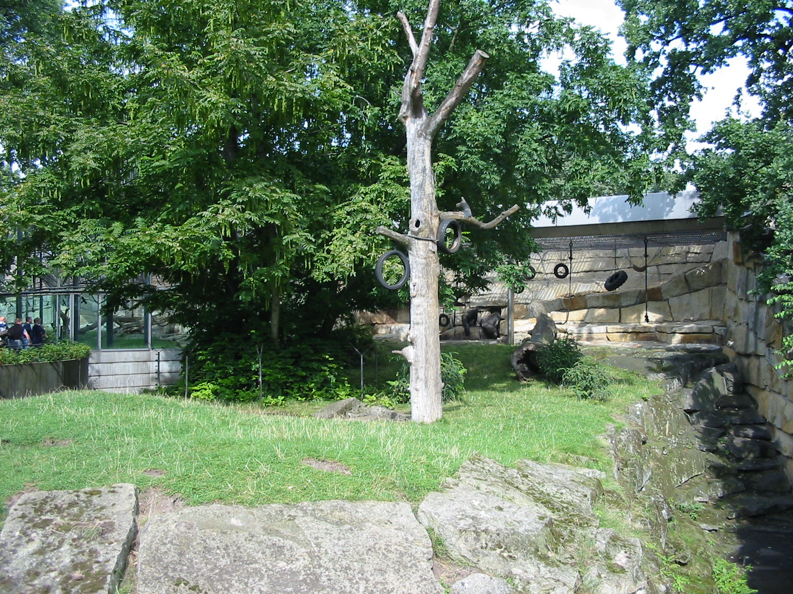 Zoo Berlin 2004 - Gorilla outdoor exhibit