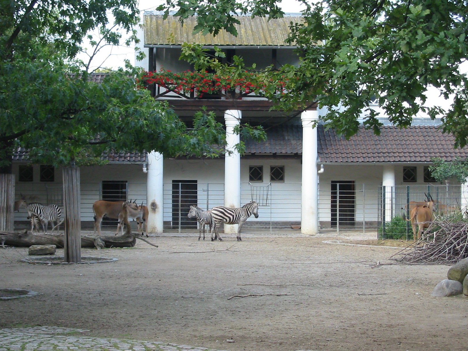 Zoo Berlin 2004 - Grants Zebra and Common Eland exhibit