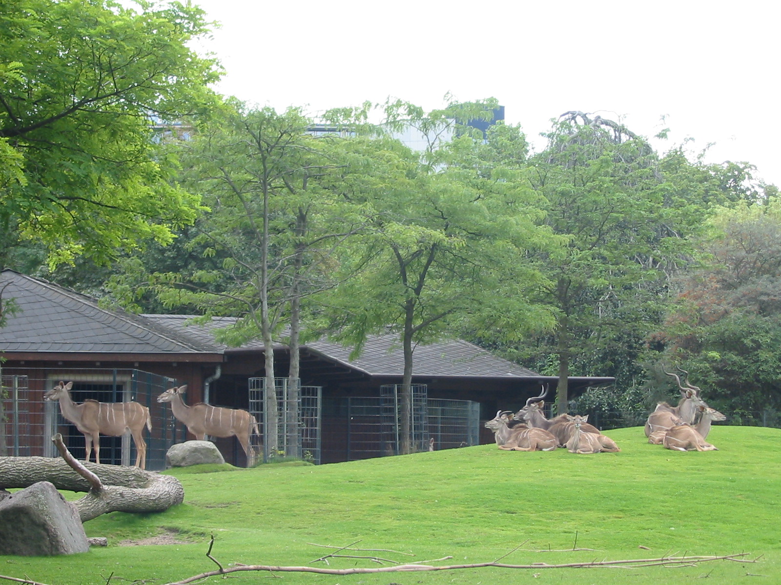 Zoo Berlin 2004 - Greater Kudu exhibit