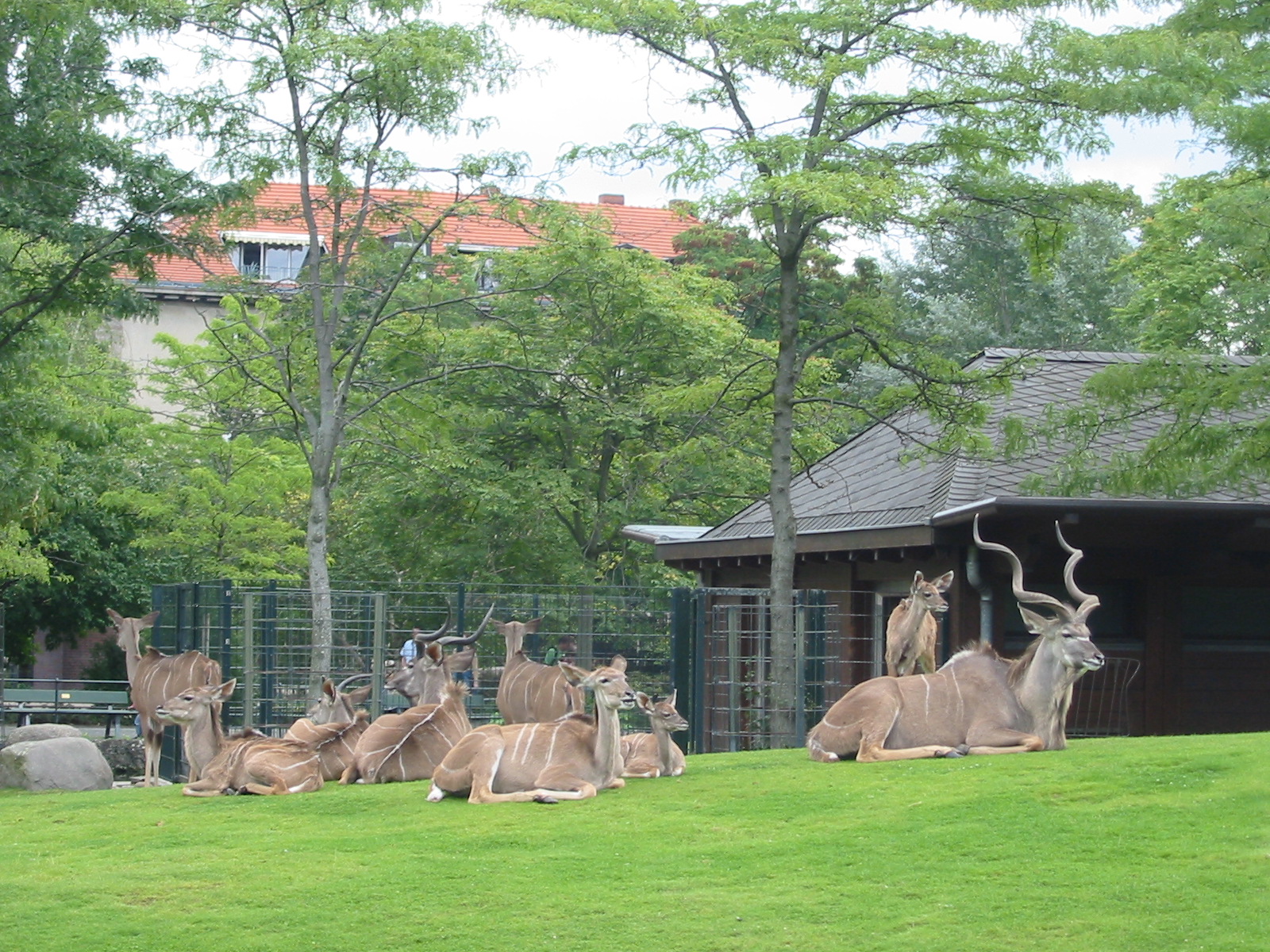 Zoo Berlin 2004 - Greater Kudu exhibit