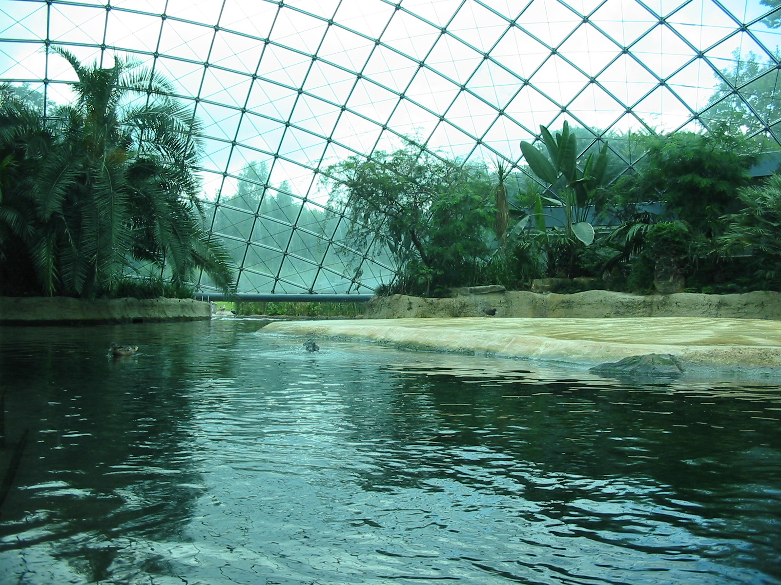 Zoo Berlin 2004 - Inside the Hippopotamus Dome