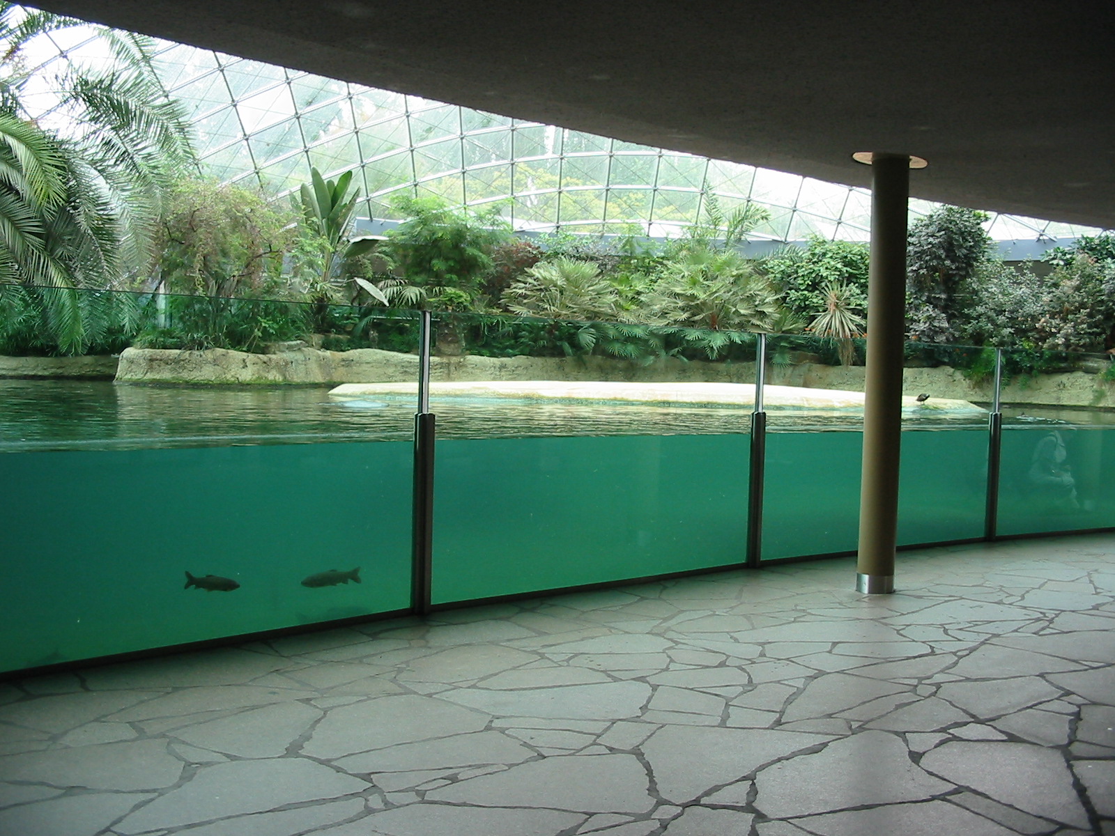 Zoo Berlin 2004 - Inside the Hippopotamus Dome