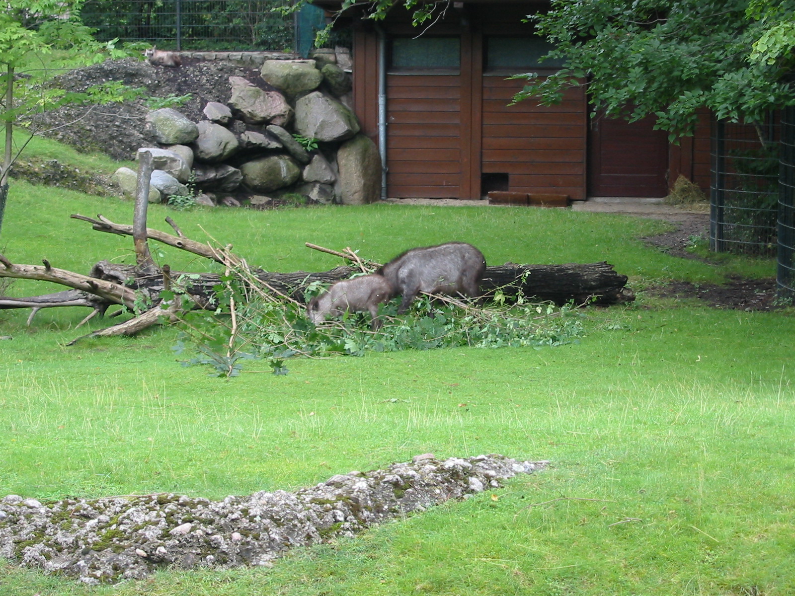Zoo Berlin 2004 - Japanese Serow and kid
