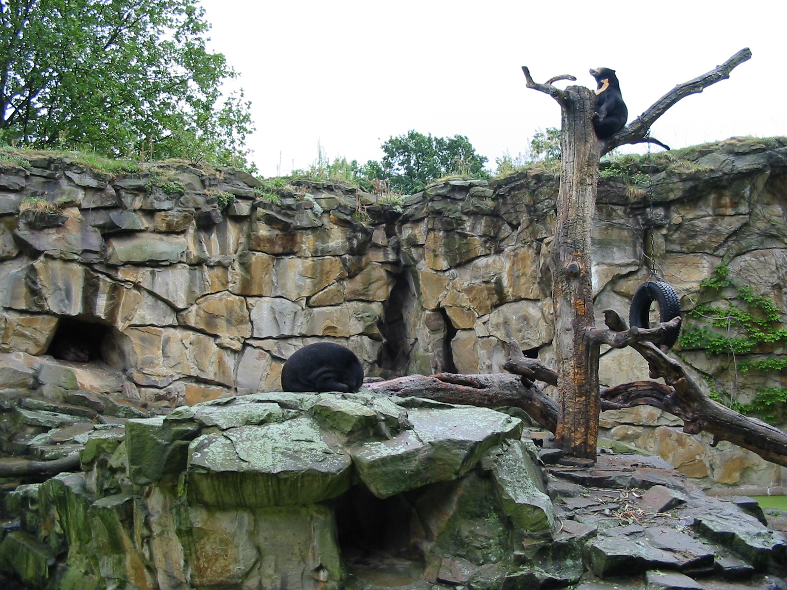 Zoo Berlin 2004 - Malayan Sun Bear exhibit
