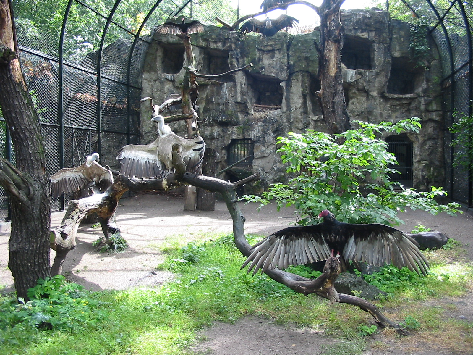Zoo Berlin 2004 - Mixed Vulture aviary