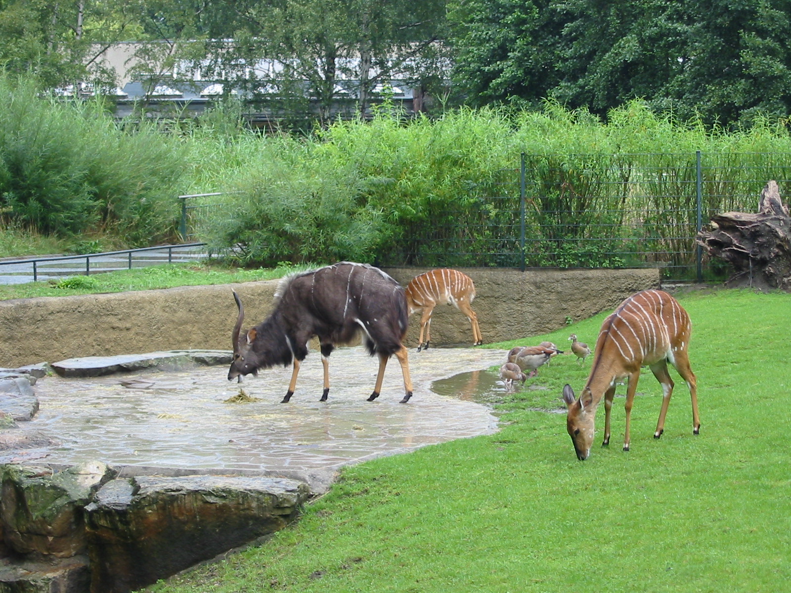 Zoo Berlin 2004 - Nyala exhibit at the Hippopotamus Dome