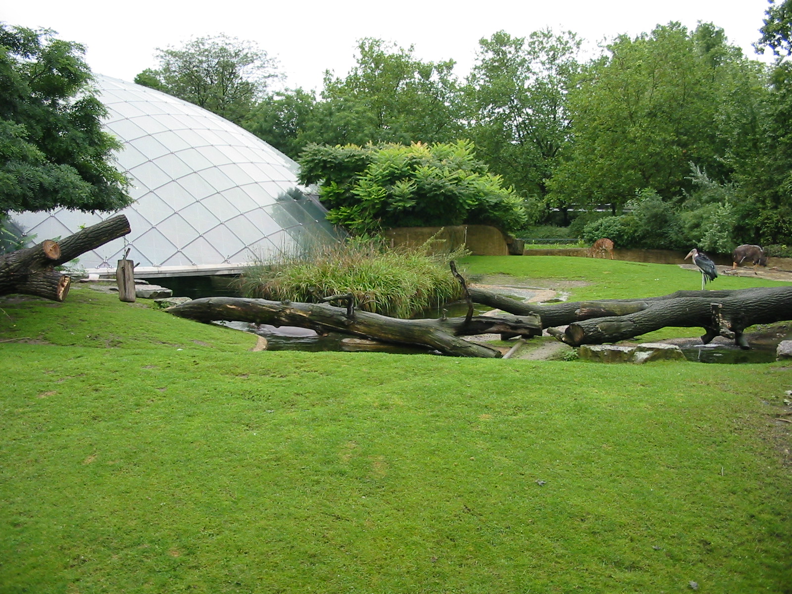 Zoo Berlin 2004 - Nyala exhibit at the Hippopotamus Dome
