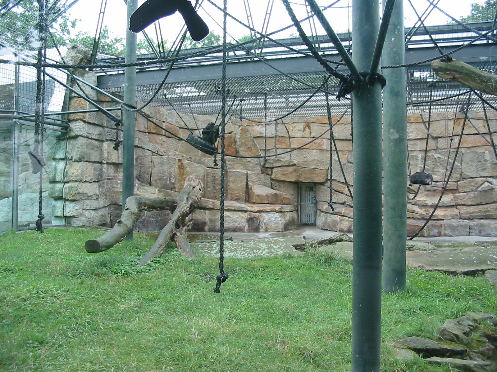 Zoo Berlin 2004 - Outdoor Chimpanzee exhibit