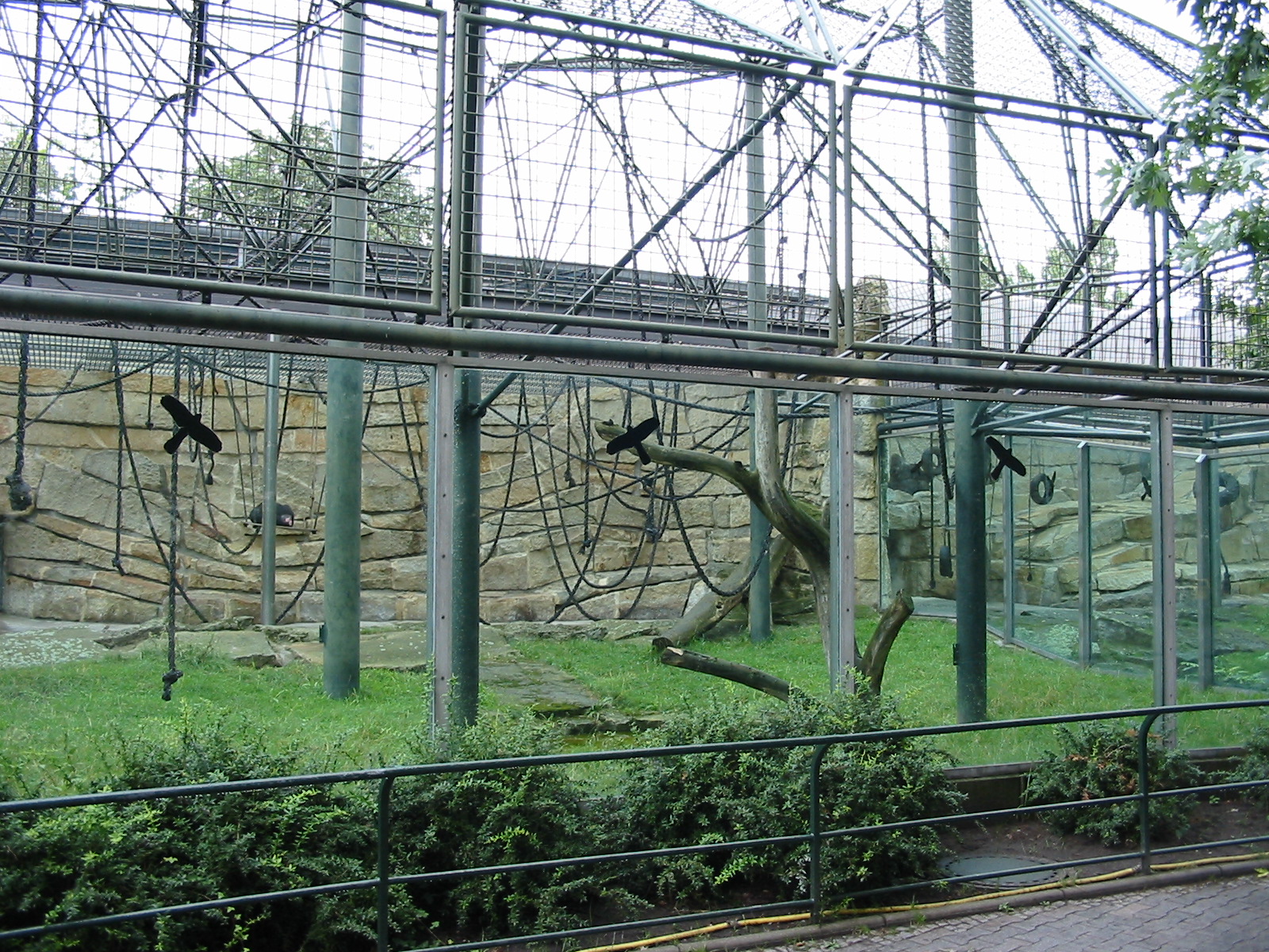 Zoo Berlin 2004 - Outdoor Chimpanzee exhibit