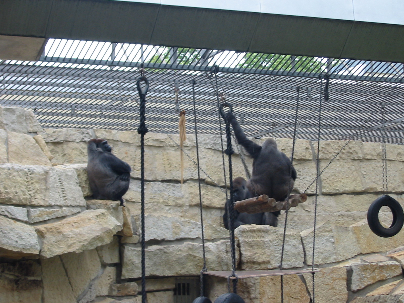 Zoo Berlin 2004 - Outdoor Gorilla exhibit