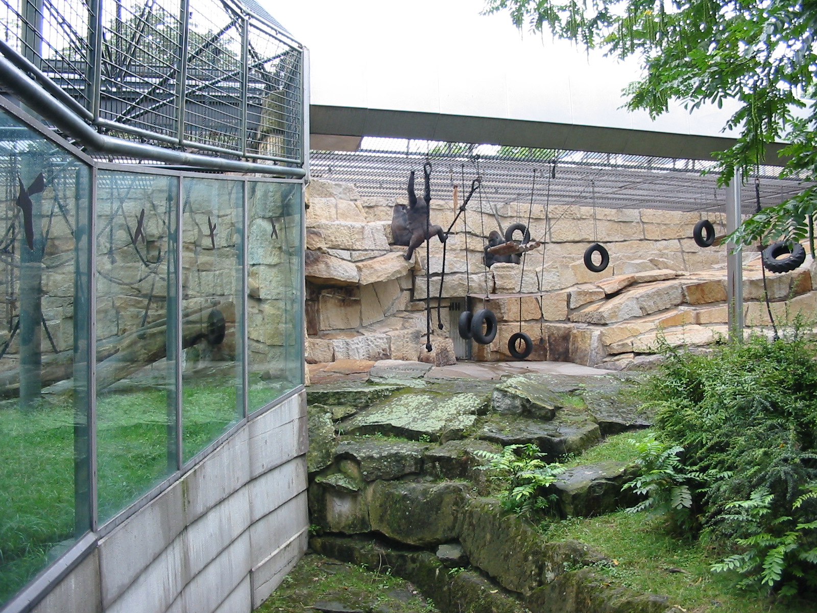 Zoo Berlin 2004 - Outdoor Gorilla exhibit