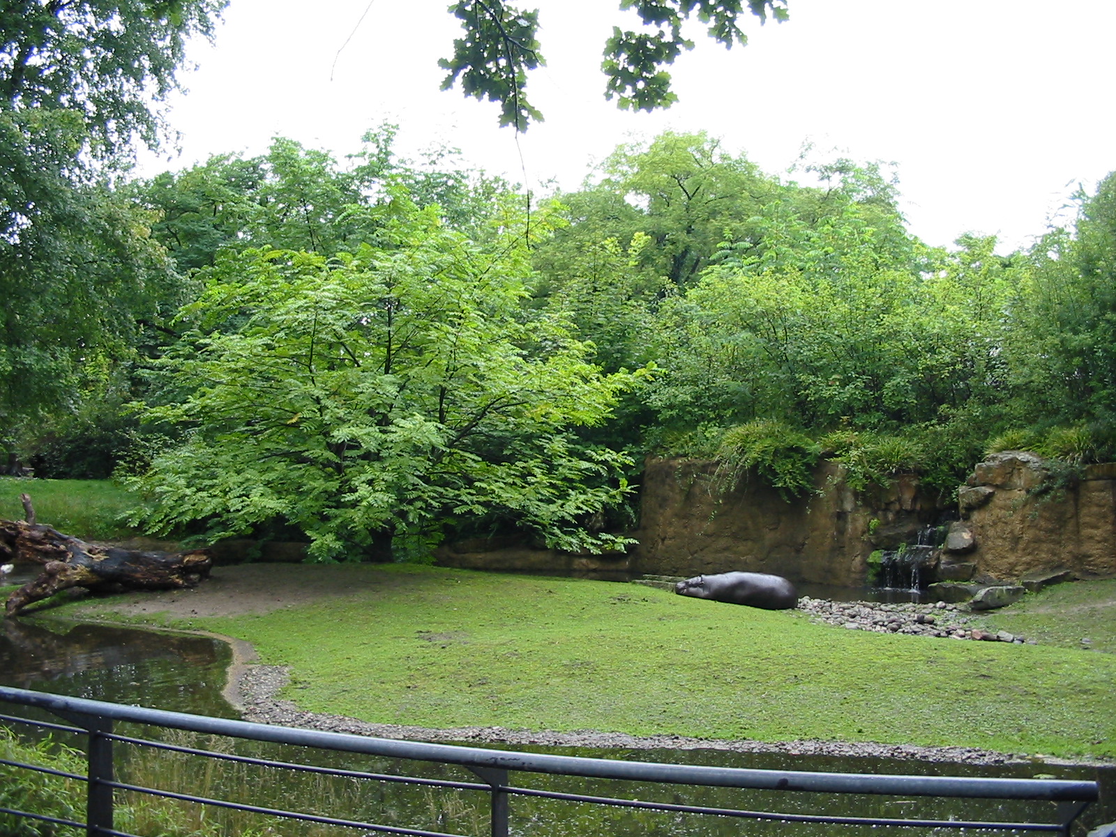 Zoo Berlin 2004 - Pigmy Hippopotamus outdoor exhibit