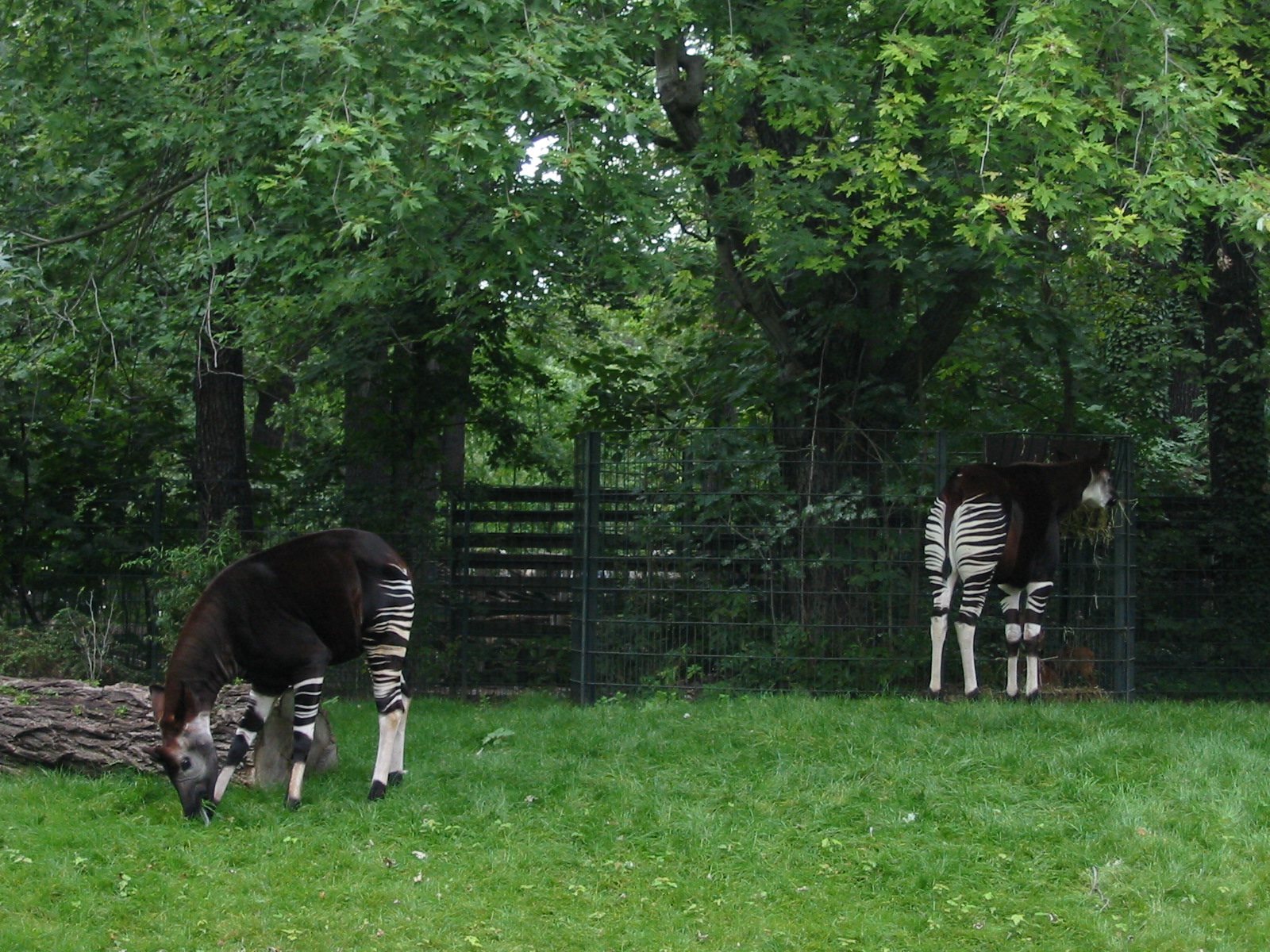 Zoo Berlin 2004 - Plain yet peaceful Okapi exhibit