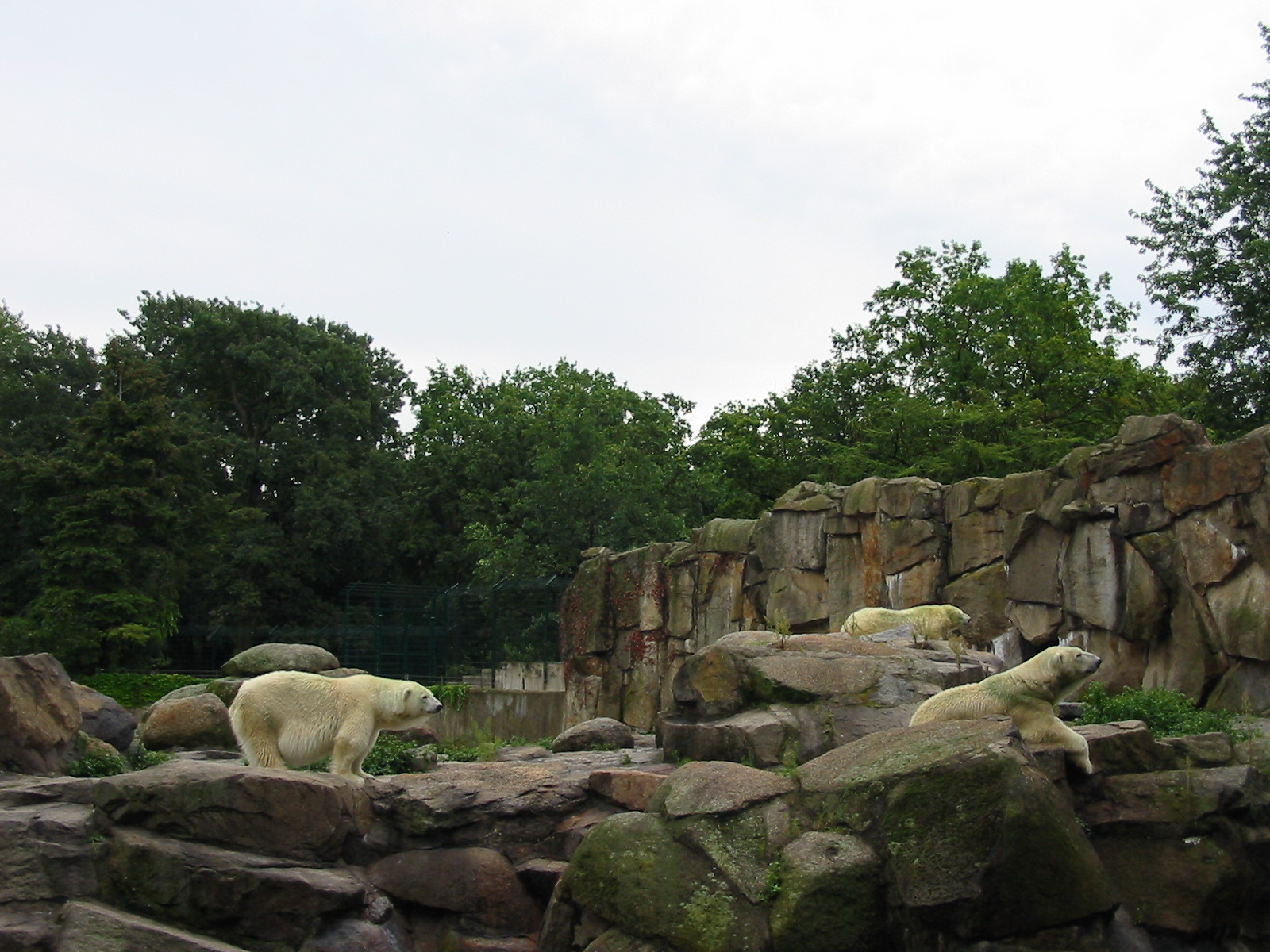 Zoo Berlin 2004 - Polar Bear exhibit