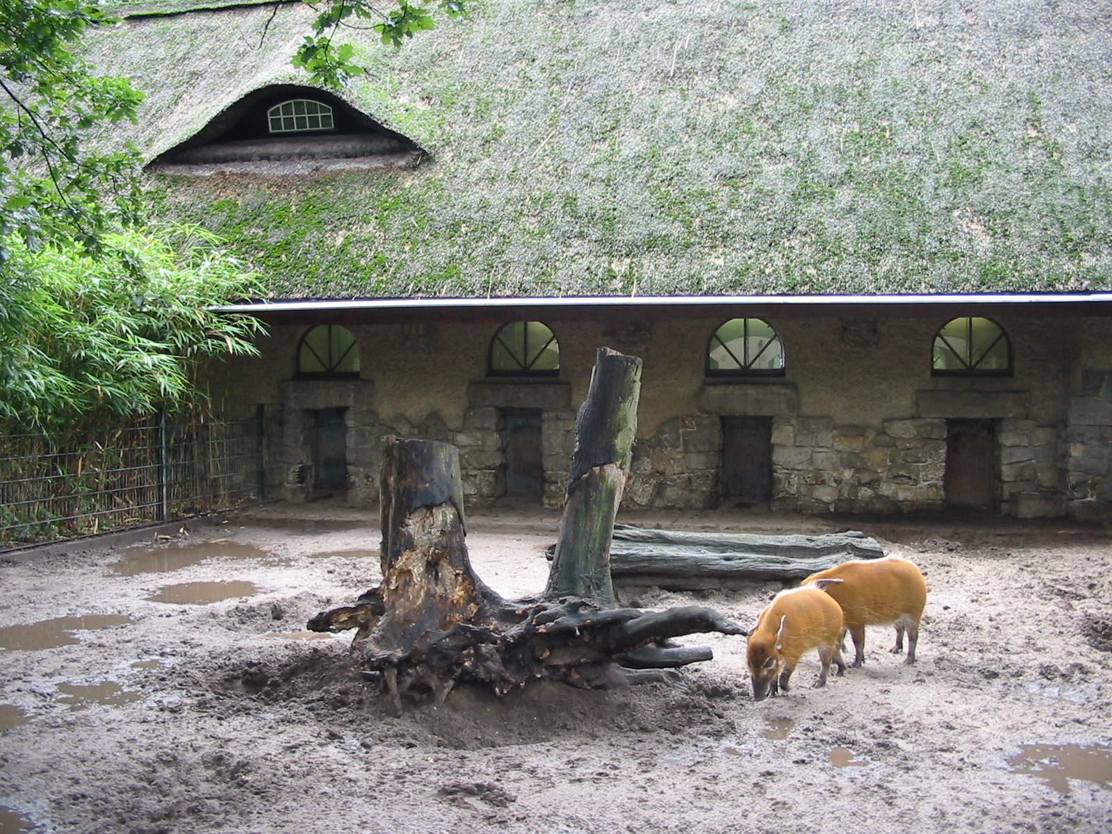 Zoo Berlin 2004 - Red River Hogs at the historic Swine House