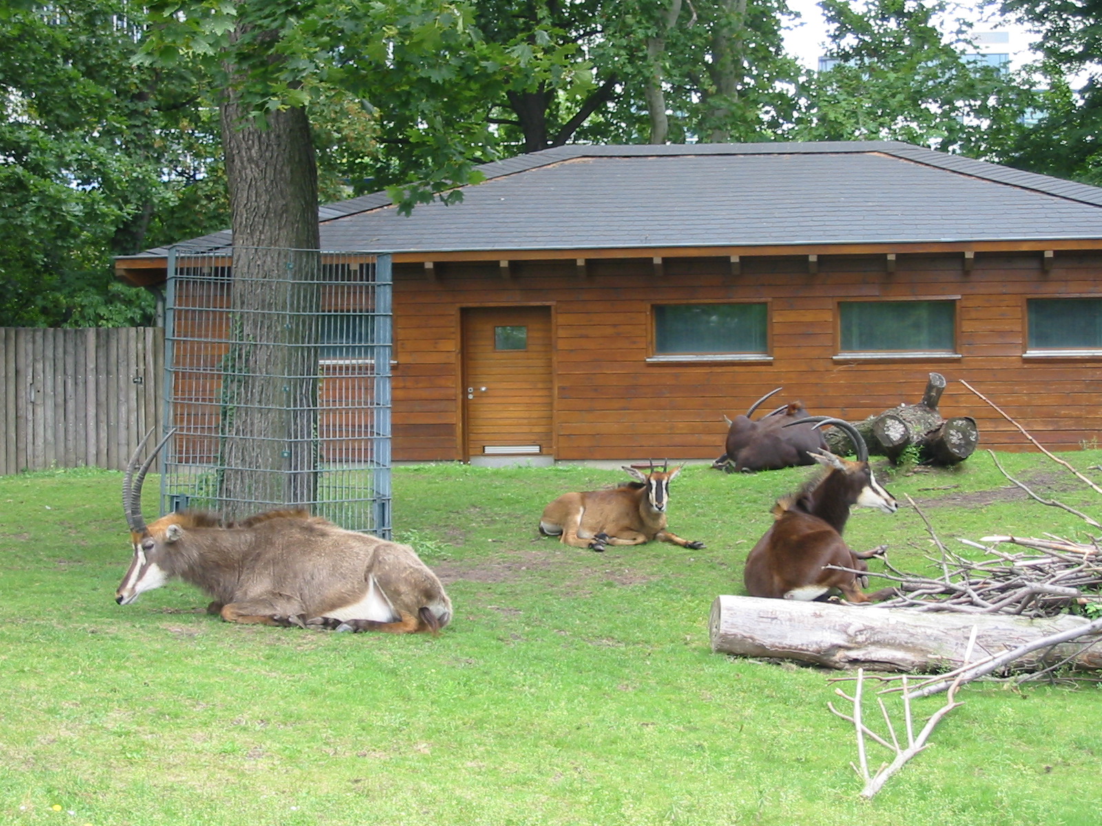 Zoo Berlin 2004 - Roan Antelope exhibit