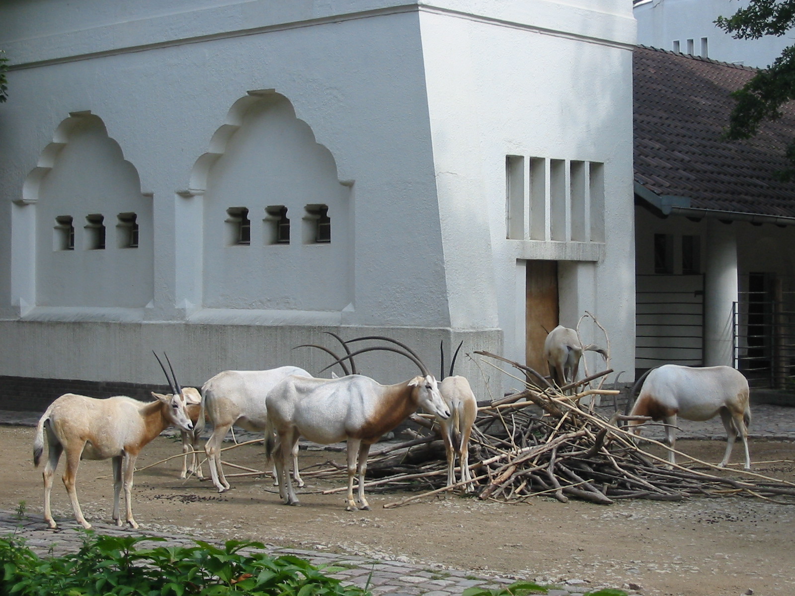 Zoo Berlin 2004 - Scimitar-horned Oryx exhibit