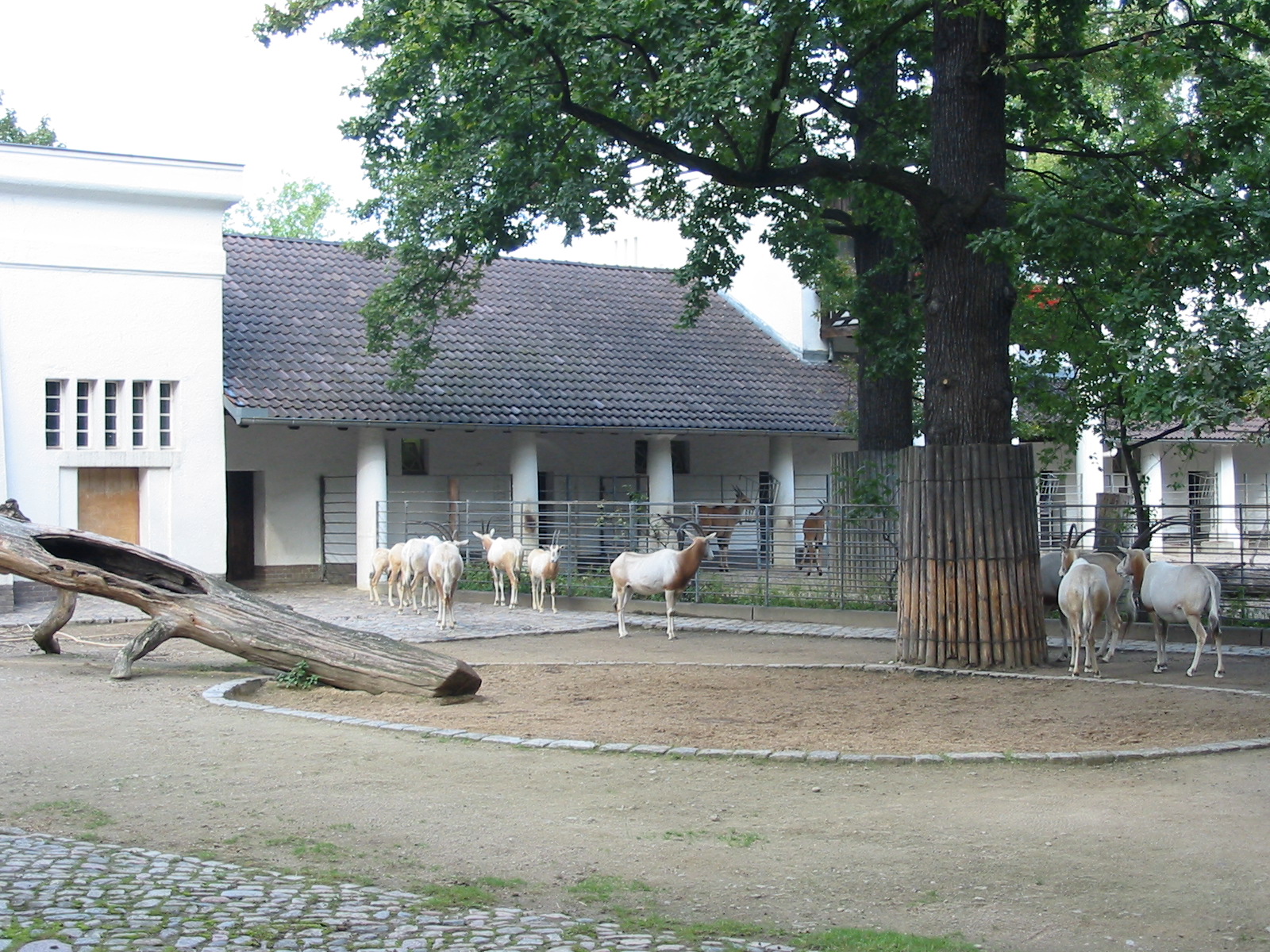 Zoo Berlin 2004 - Scimitar-horned Oryx exhibit