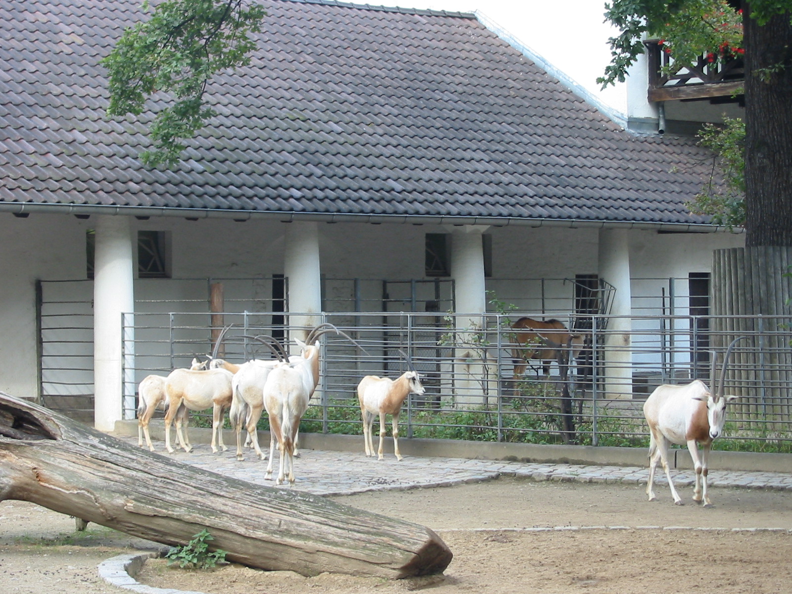 Zoo Berlin 2004 - Scimitar-horned Oryx exhibit