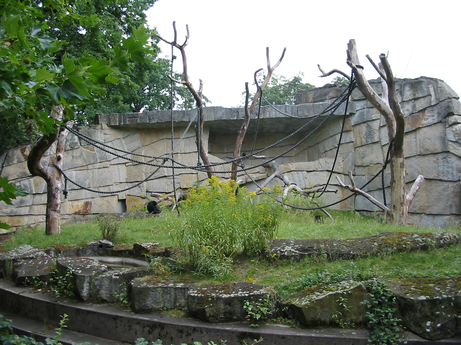 Zoo Berlin 2004 - Siamang outdoor exhibit