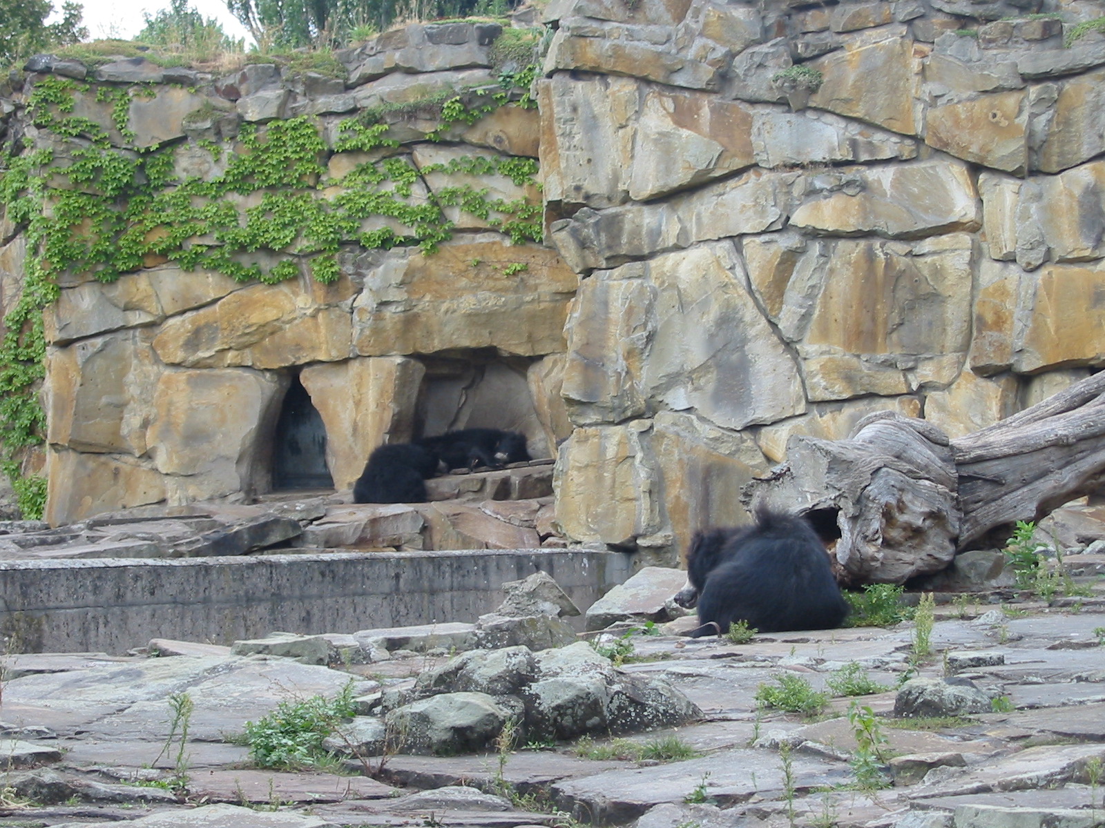 Zoo Berlin 2004 - Sloth Bears in two different exhibit