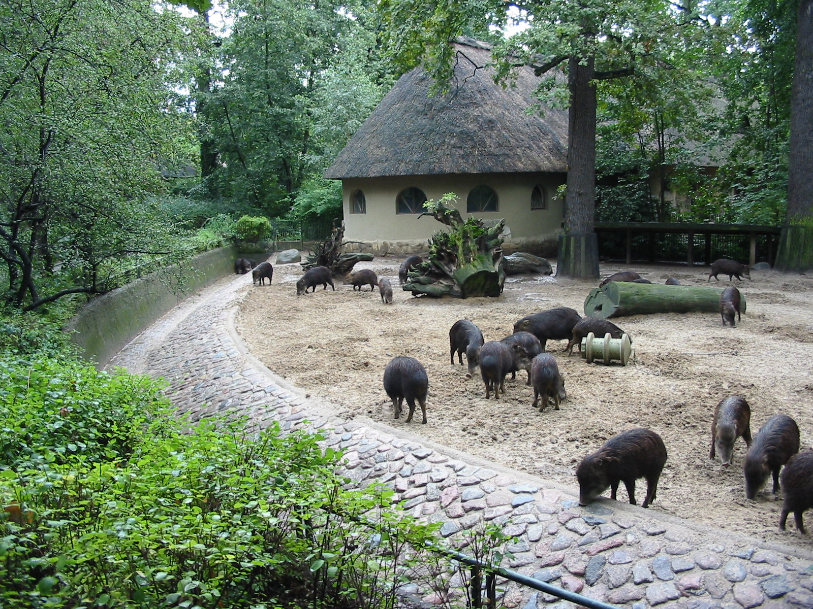 Zoo Berlin 2004 - Southern White-lipped Peccaries at the historic Swine Hou