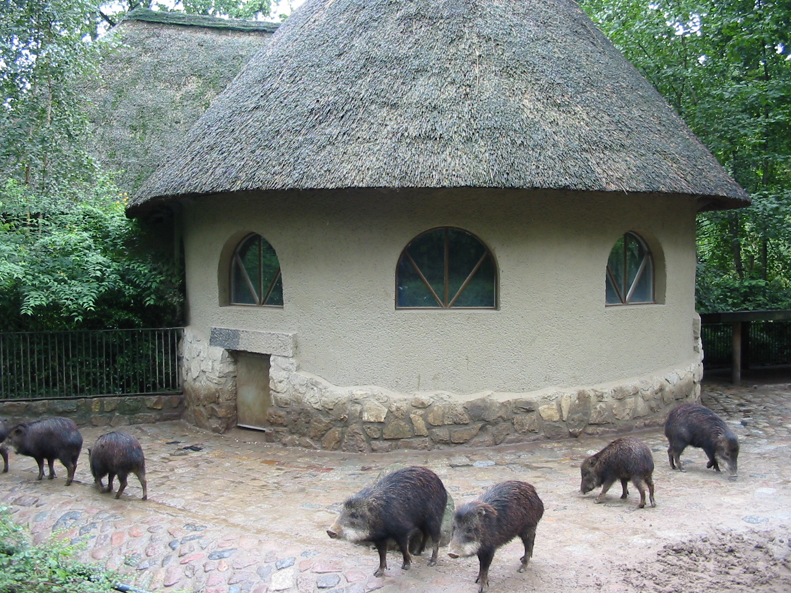Zoo Berlin 2004 - Southern White-lipped Peccaries at the historic Swine Hou