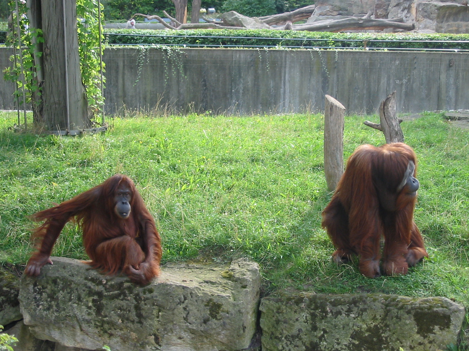 Zoo Berlin 2004 - Sumatran Orangutans in the outdoor exhibit
