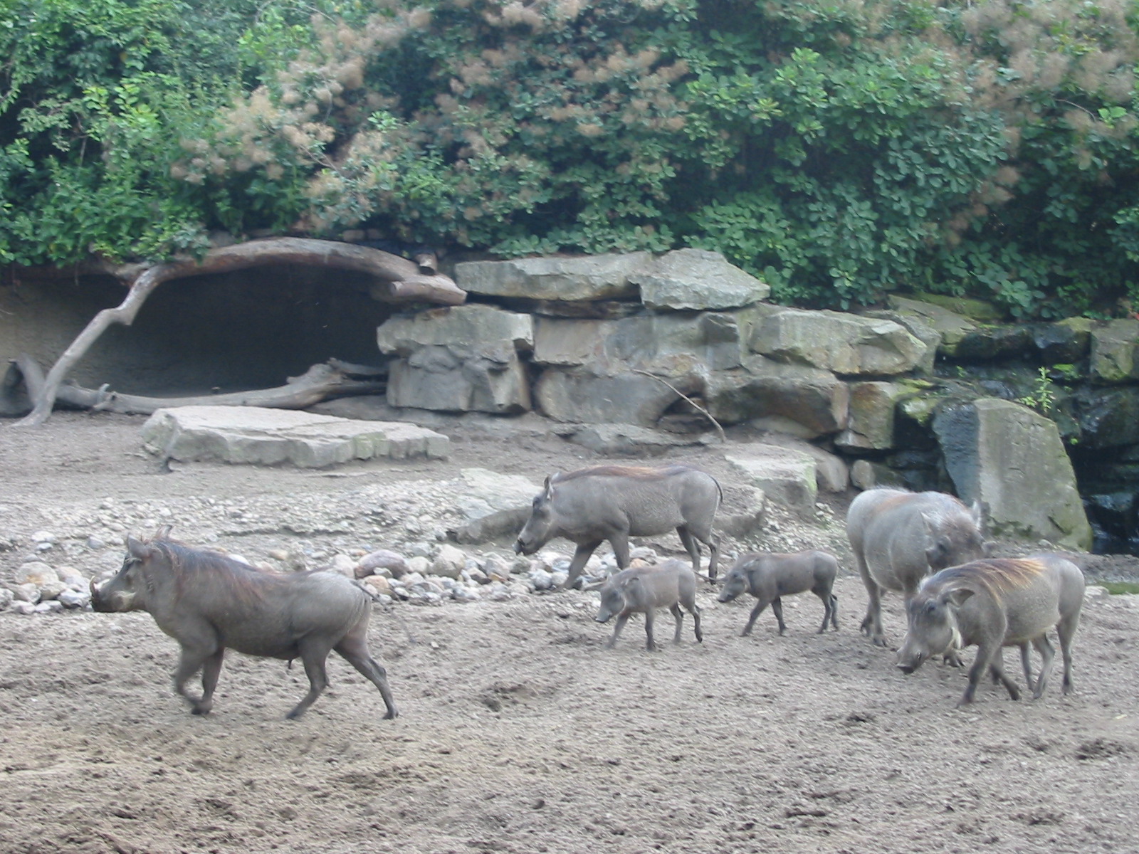 Zoo Berlin 2004 - Warthog family