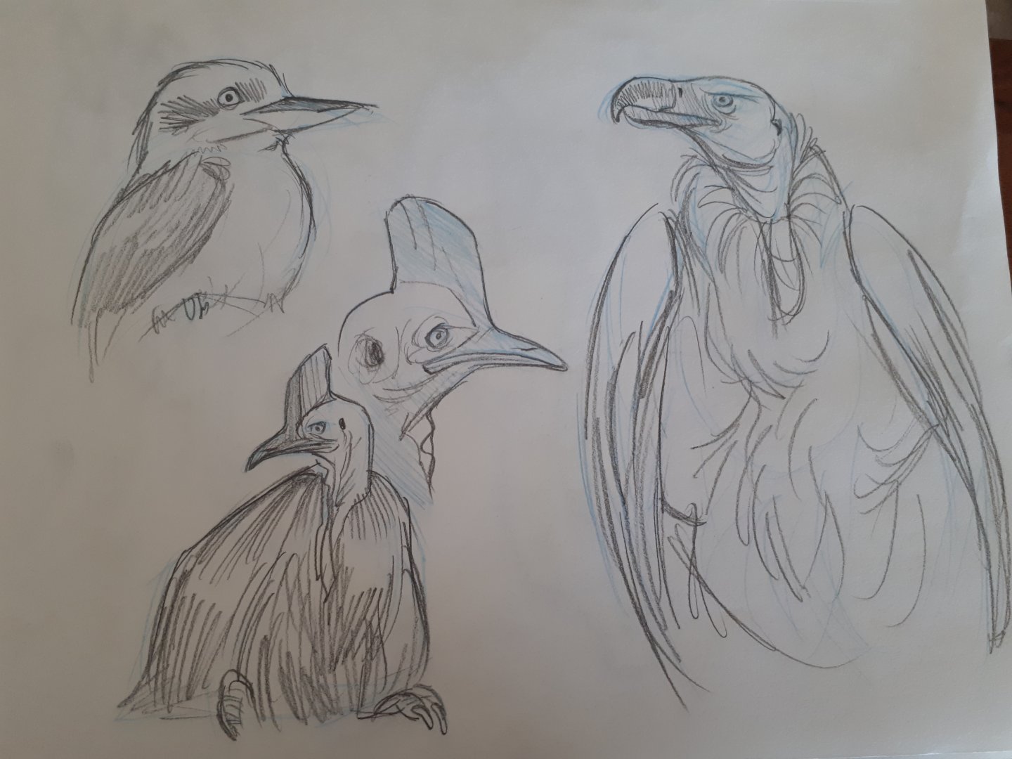 Zoo bird drawings