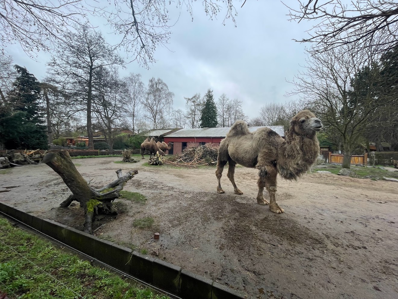 Zoo Braunschweig- Bactrian camel and porcupine enclosure- 2024