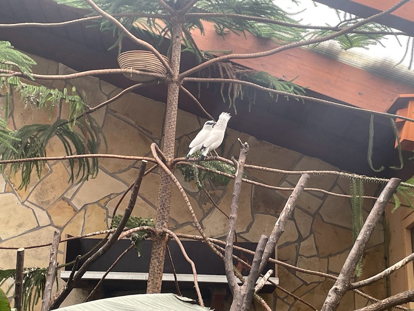 Zoo Braunschweig- Bali sterling couple- 2024