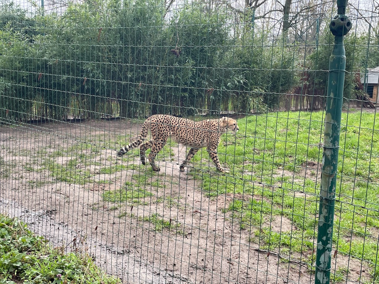 Zoo Braunschweig- cheetah- 2024