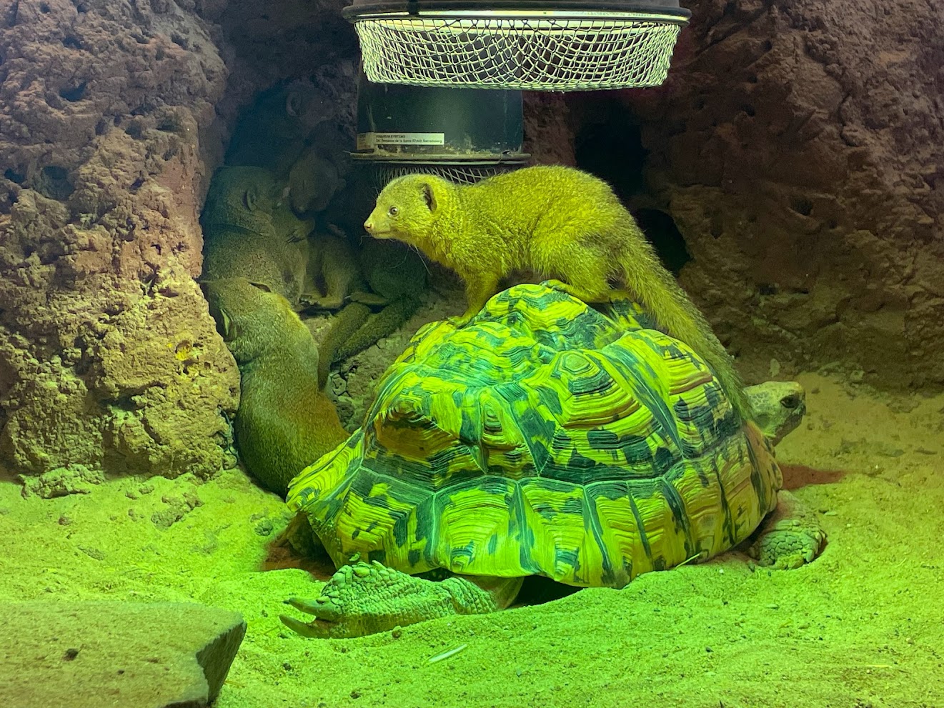 Zoo Braunschweig- dwarf mongoose on top of tortoise- 2024