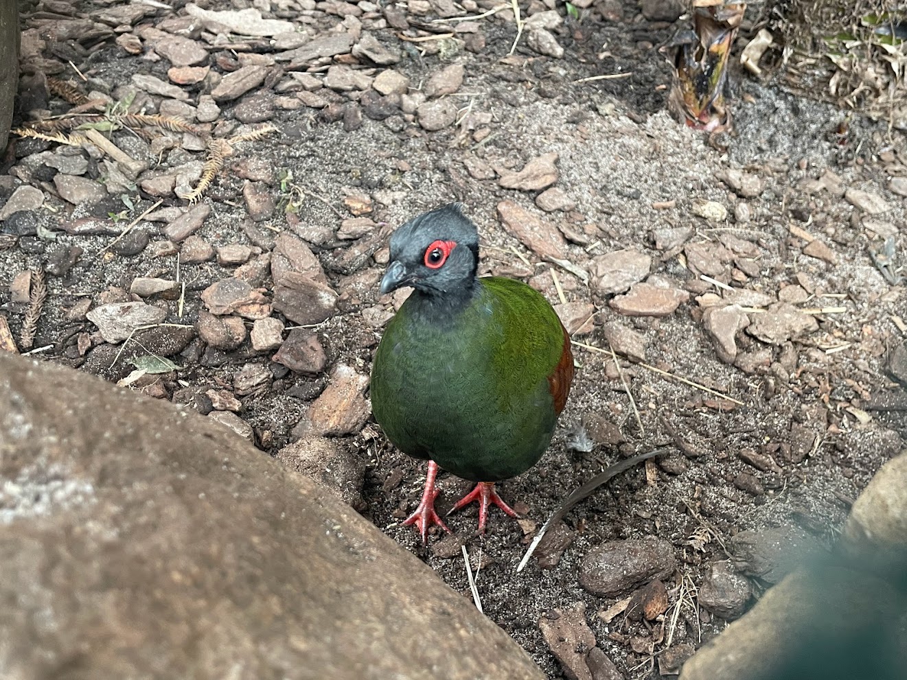Zoo Braunschweig- female crested partridge- 2024